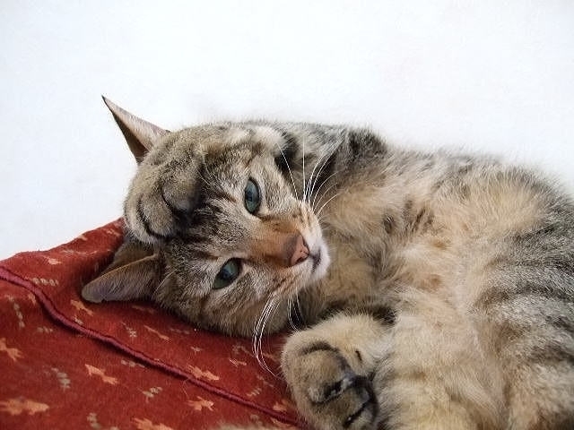 頭を抱える猫.jpg