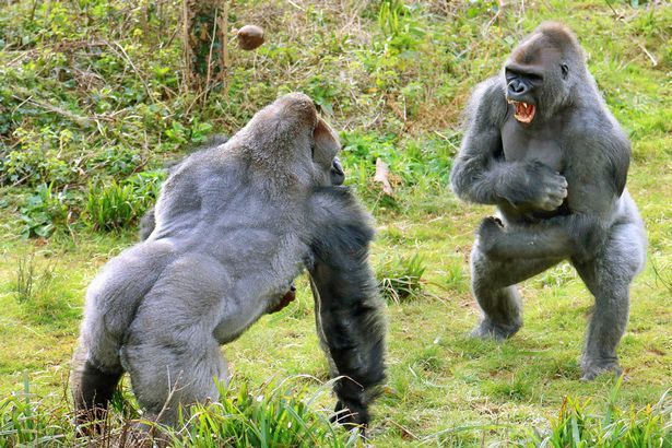 ゴリラ最強説 ゴリラvsゴリラどっちが強い 迫力すごいっす ほうどうきょく ジョージ 生活の困ったを解決 趣味の情報発信ブログ